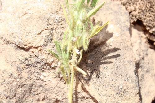 Ononis reclinata image