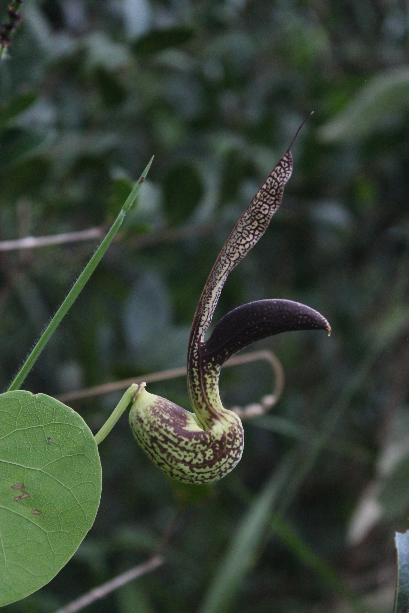 Aristolochia esperanzae