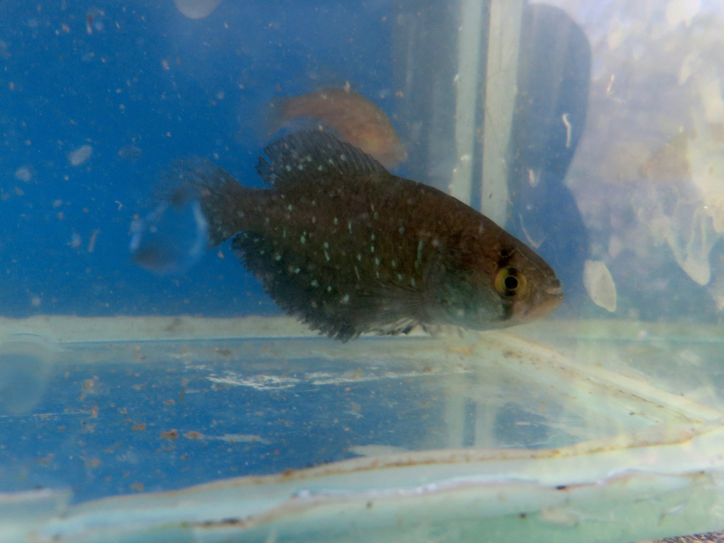 Killi perle d'Argentine (Austrolebias bellottii) (Austrolebias bellottii)