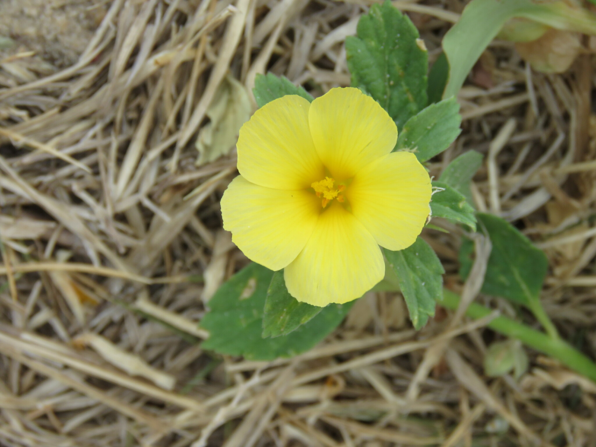 Turnera scabra