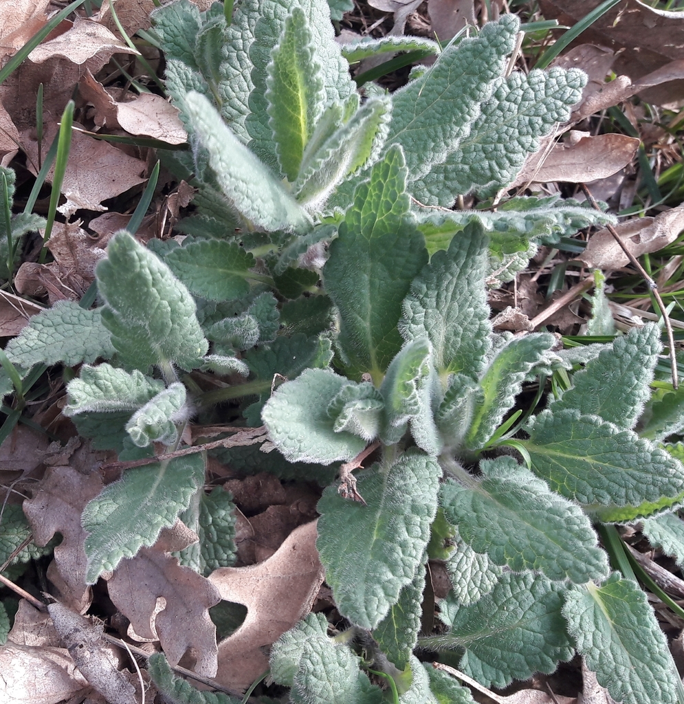 Menta de gato