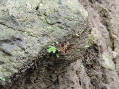 Oxeoschistus tauropolis tauropolis