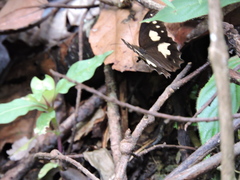 Oxeoschistus tauropolis tauropolis