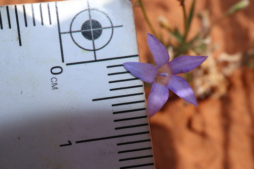 Image of Wahlenbergia tumidifructa by (c) Thomas Mesaglio, some rights reserved (CC BY)