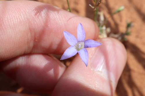 Mallee Annual-bluebell (Wahlenbergia tumidifructa)