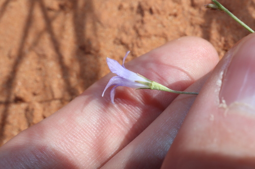 Image of Wahlenbergia tumidifructa by (c) Thomas Mesaglio, some rights reserved (CC BY)