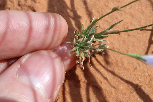 Image of Wahlenbergia tumidifructa by (c) Thomas Mesaglio, some rights reserved (CC BY)