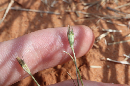 Image of Wahlenbergia tumidifructa by (c) Thomas Mesaglio, some rights reserved (CC BY)