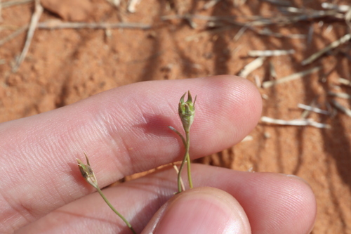 Image of Wahlenbergia tumidifructa by (c) Thomas Mesaglio, some rights reserved (CC BY)