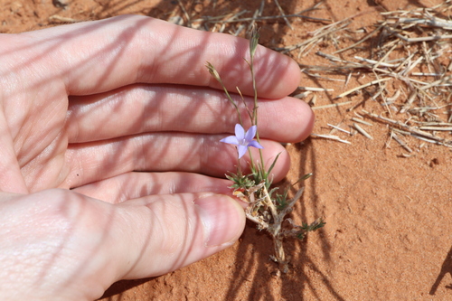 Image of Wahlenbergia tumidifructa by (c) Thomas Mesaglio, some rights reserved (CC BY)