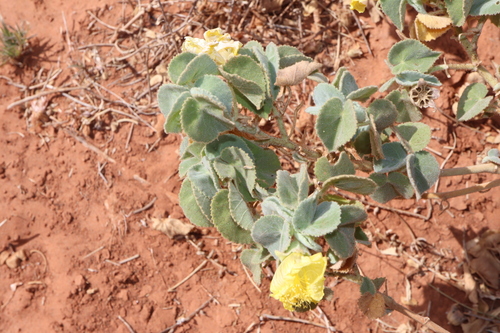 Image of Abutilon leucopetalum by (c) Thomas Mesaglio, some rights reserved (CC BY)