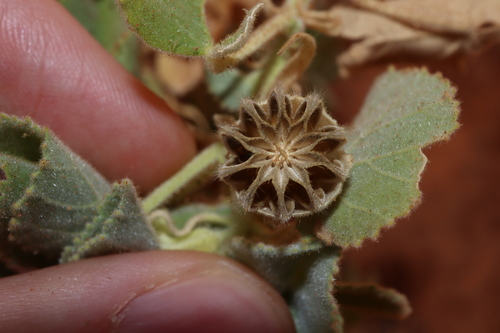 Image of Abutilon leucopetalum by (c) Thomas Mesaglio, some rights reserved (CC BY)