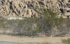 Larrea tridentata