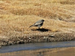 Puna Ground Tyrant photo 4
