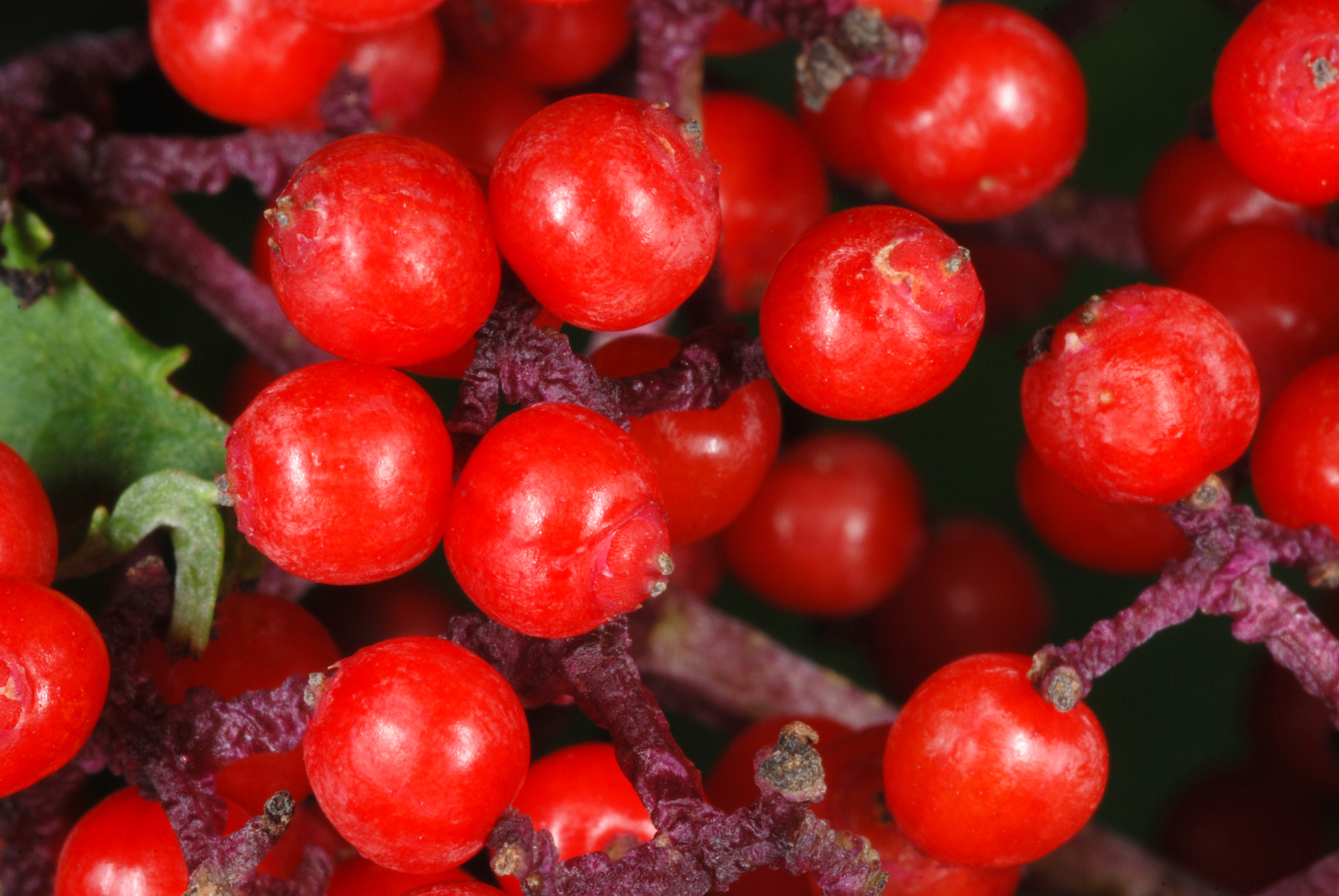 Sambucus racemosa var. pubens