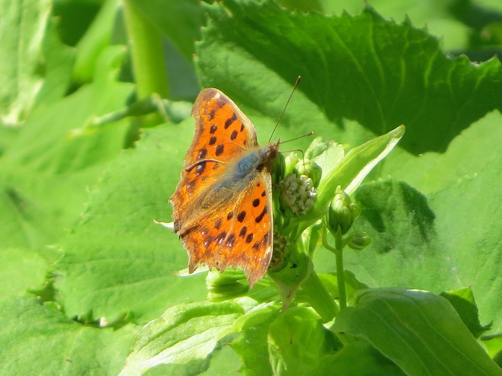 Asian Comma from 日本、〒184-0011 東京都小金井市東町 on March 14, 2021 by manoa_cat ...