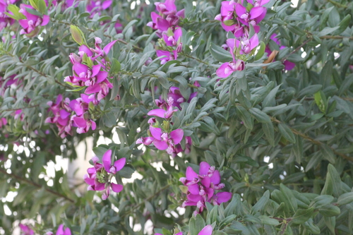 Polygala myrtifolia image