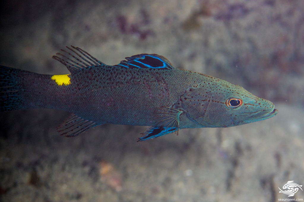 Arrowhead soapfish (Belonoperca chabanaudi) — Serranidae