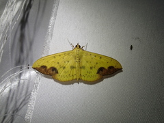 Botyodes principalis