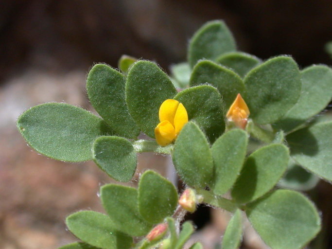 Acmispon wrangelianus