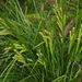 Carex maorica - Photo (c) Mike Lusk, alguns direitos reservados (CC BY-NC), uploaded by Mike Lusk