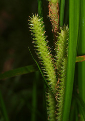 Carex forsteri