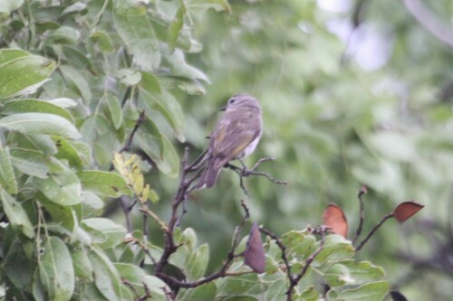 Green-backed Honeybird (Prodotiscus zambesiae), photo 8
