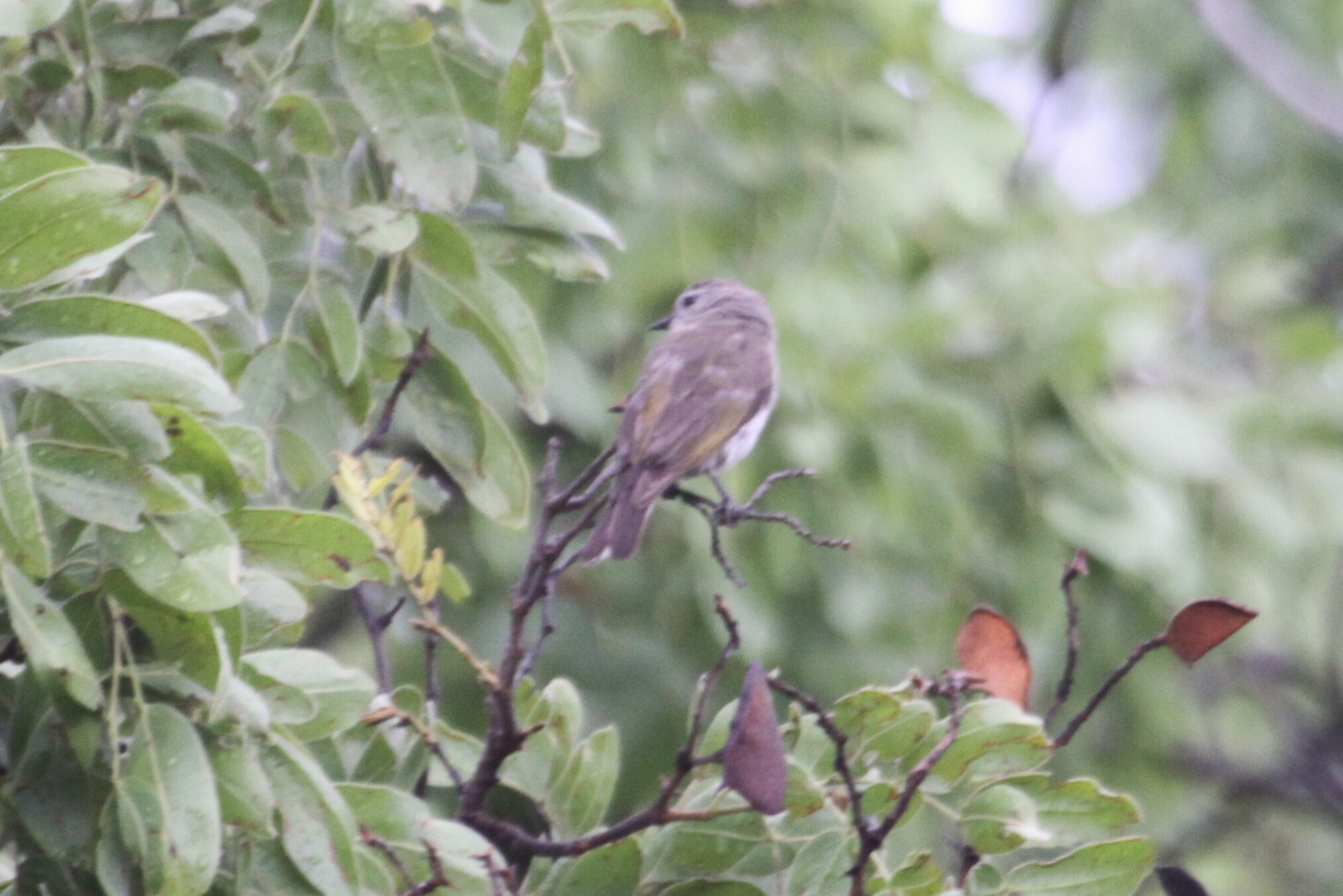 Green-backed Honeybird (Prodotiscus zambesiae), photo 9