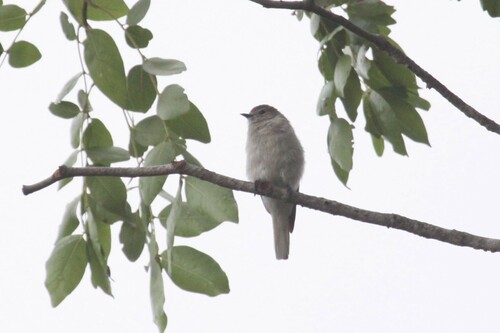 Brown-backed Honeybird (Prodotiscus regulus), photo 7