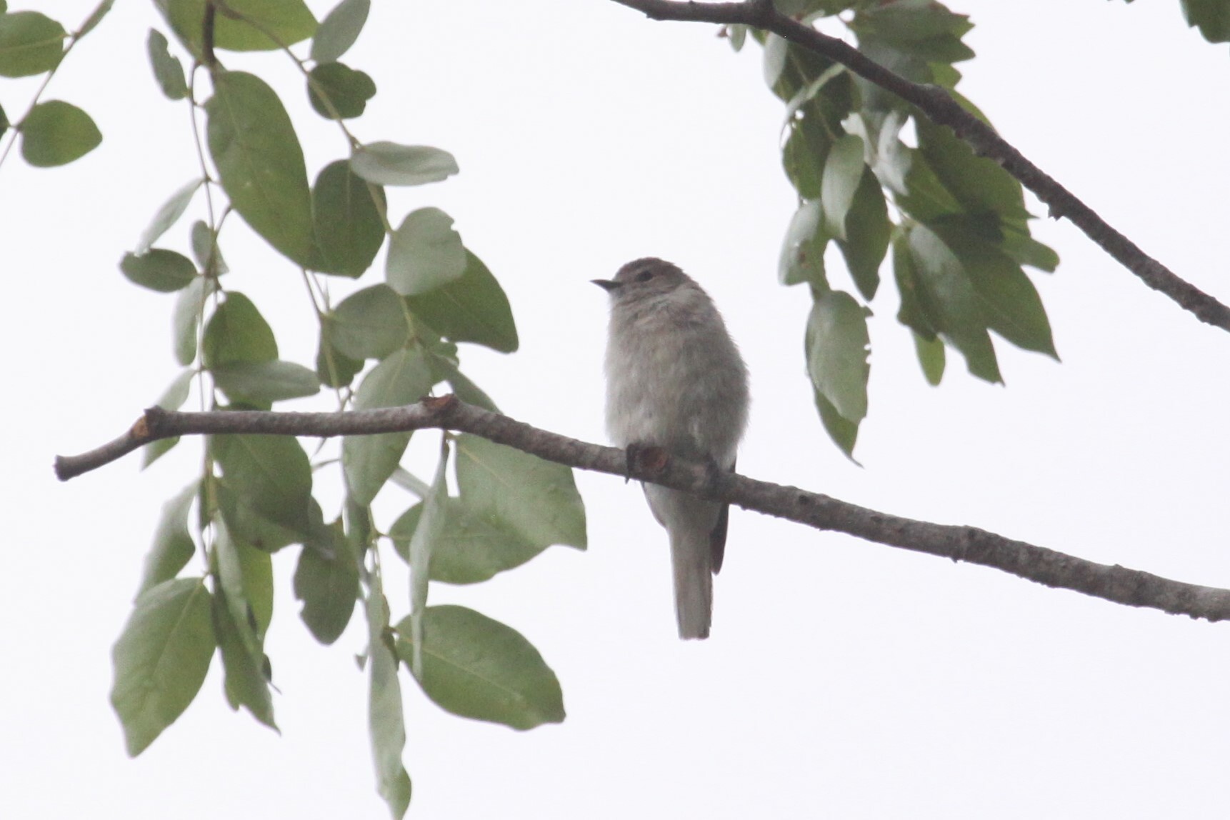 Brown-backed Honeybird (Prodotiscus regulus)