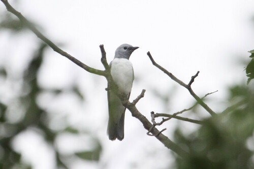 White-breasted Cuckooshrike (Ceblepyris pectoralis), photo 8