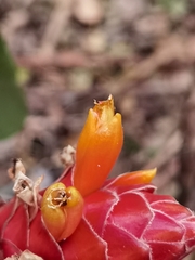 Costus barbatus, photograph (c) Eduardo Chacón Madrigal, some rights reserved (CC BY)