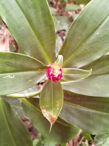 Image of Costus barbatus by (c) Eduardo Chacón Madrigal, some rights reserved (CC BY)