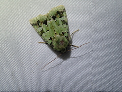 Diphtherocome pulchra