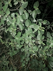 Magnoliopsida