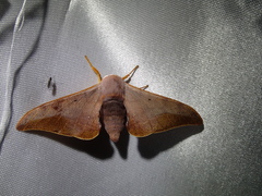 Comparmustilia gerontica