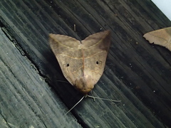 Thyas juno
