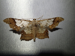 Krananda semihyalina