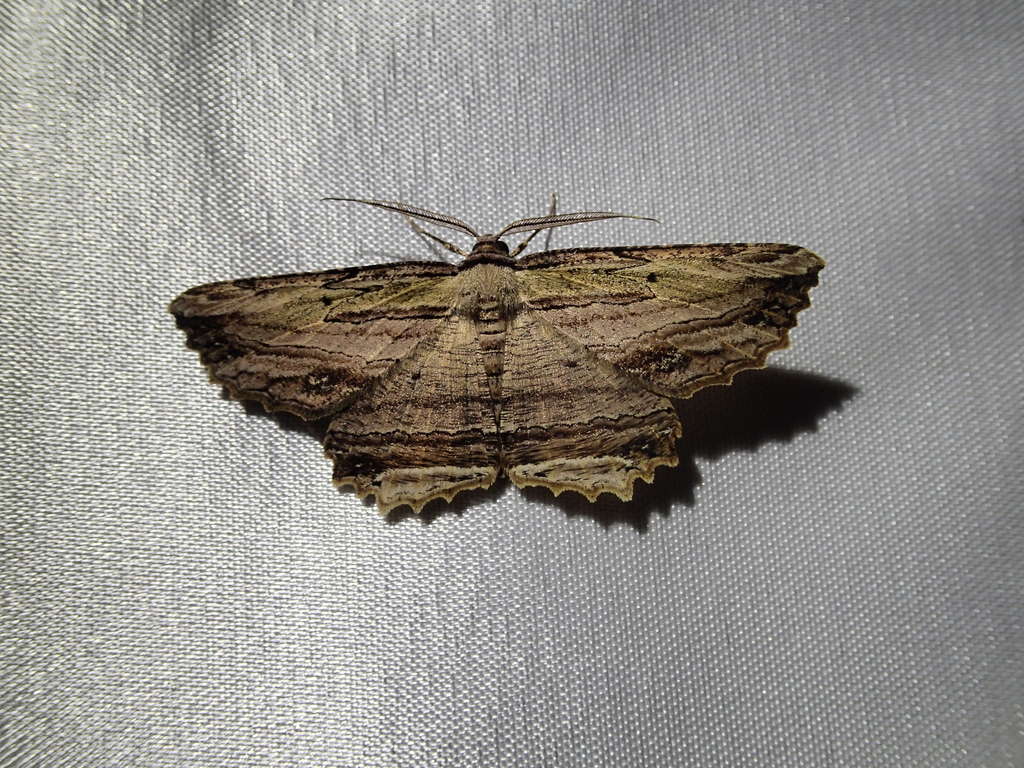 Menophra humeraria
