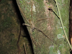 Cupiennius salei