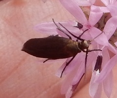 Scythris fuscicomella