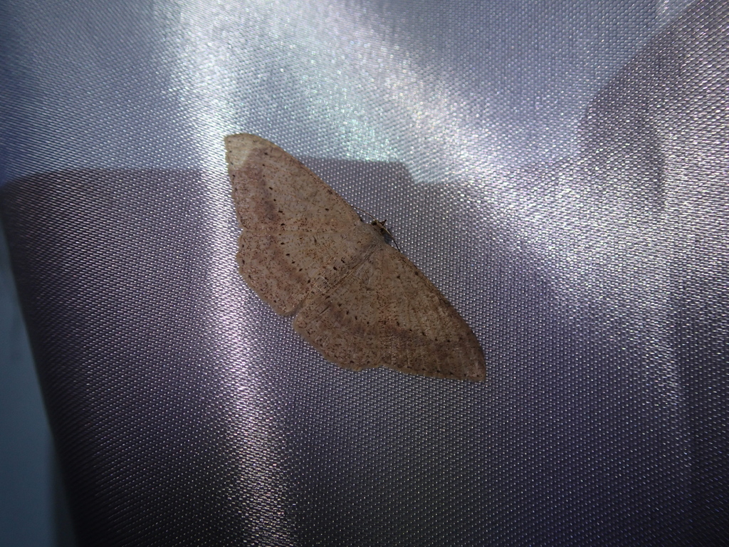Luxiaria costinota