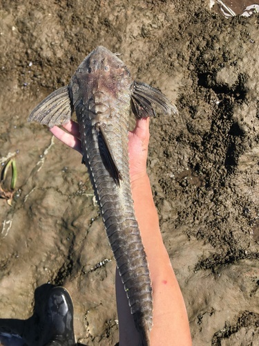 Whiptail catfish (Paraloricaria vetula) — Loricariidae — 5
