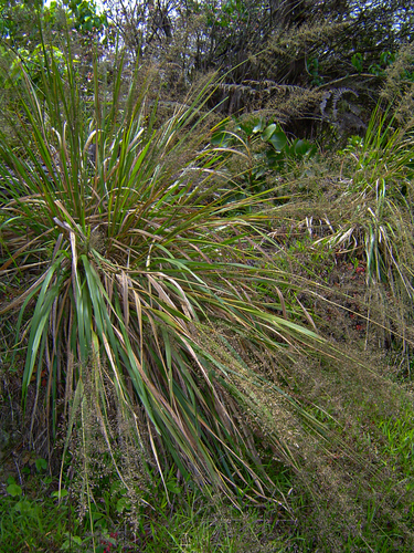 Eragrostis acraea image