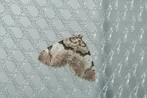 Anticlea derivata