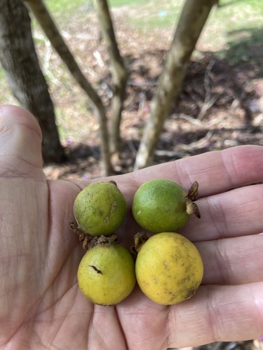 Psidium guineense