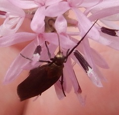 Scythris fuscicomella