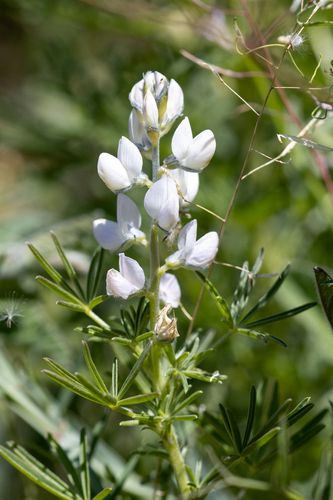 Narrow-leaved Lupine