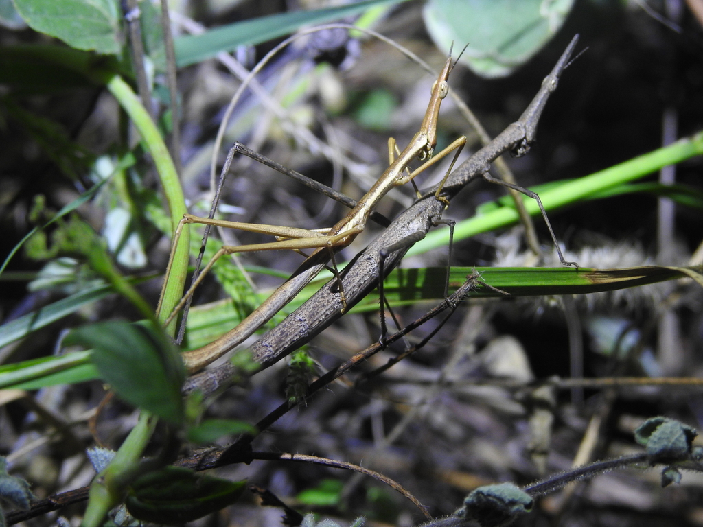 Scleratoscopia protopeirae