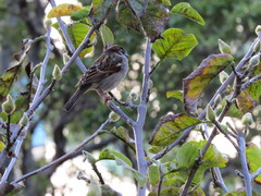 Passer domesticus